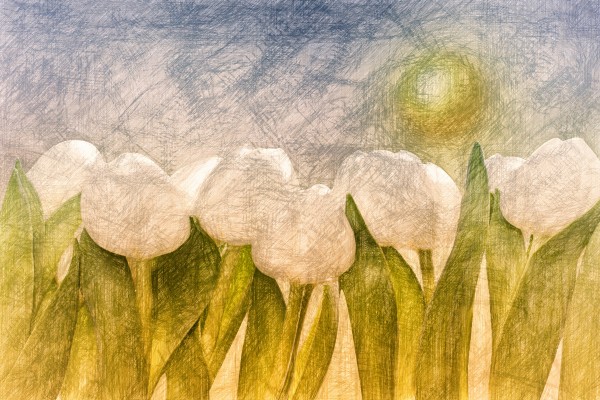 weise Tulpen  by Dagmar Marina